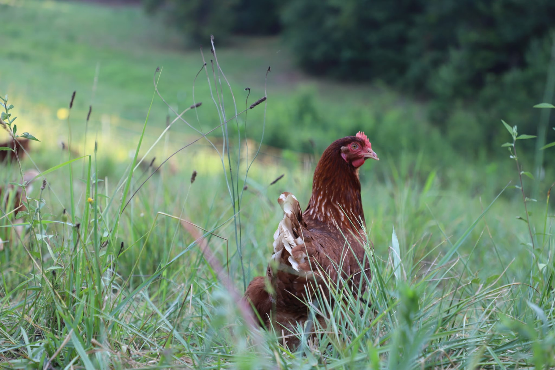 A Fox Ridge Farm hen grazing in tall pasture grass